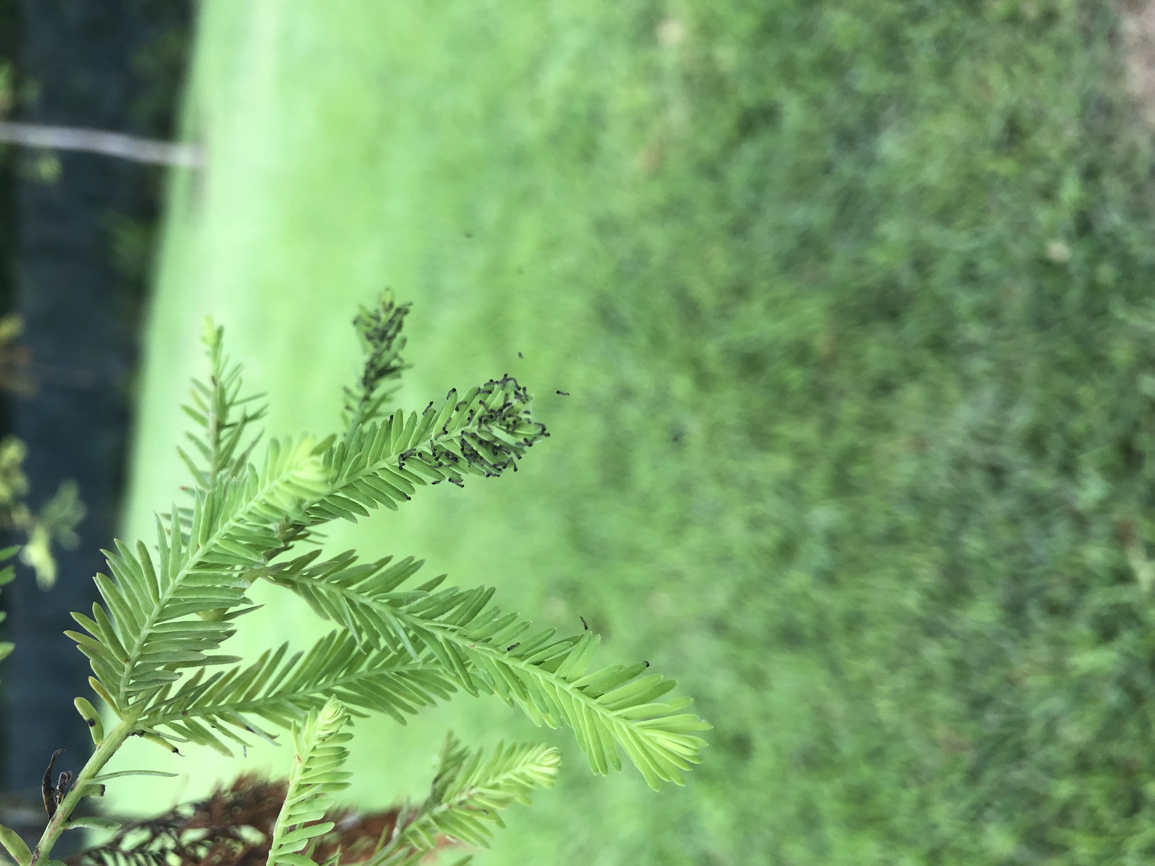 Eco-friendly Pest & Disease Control