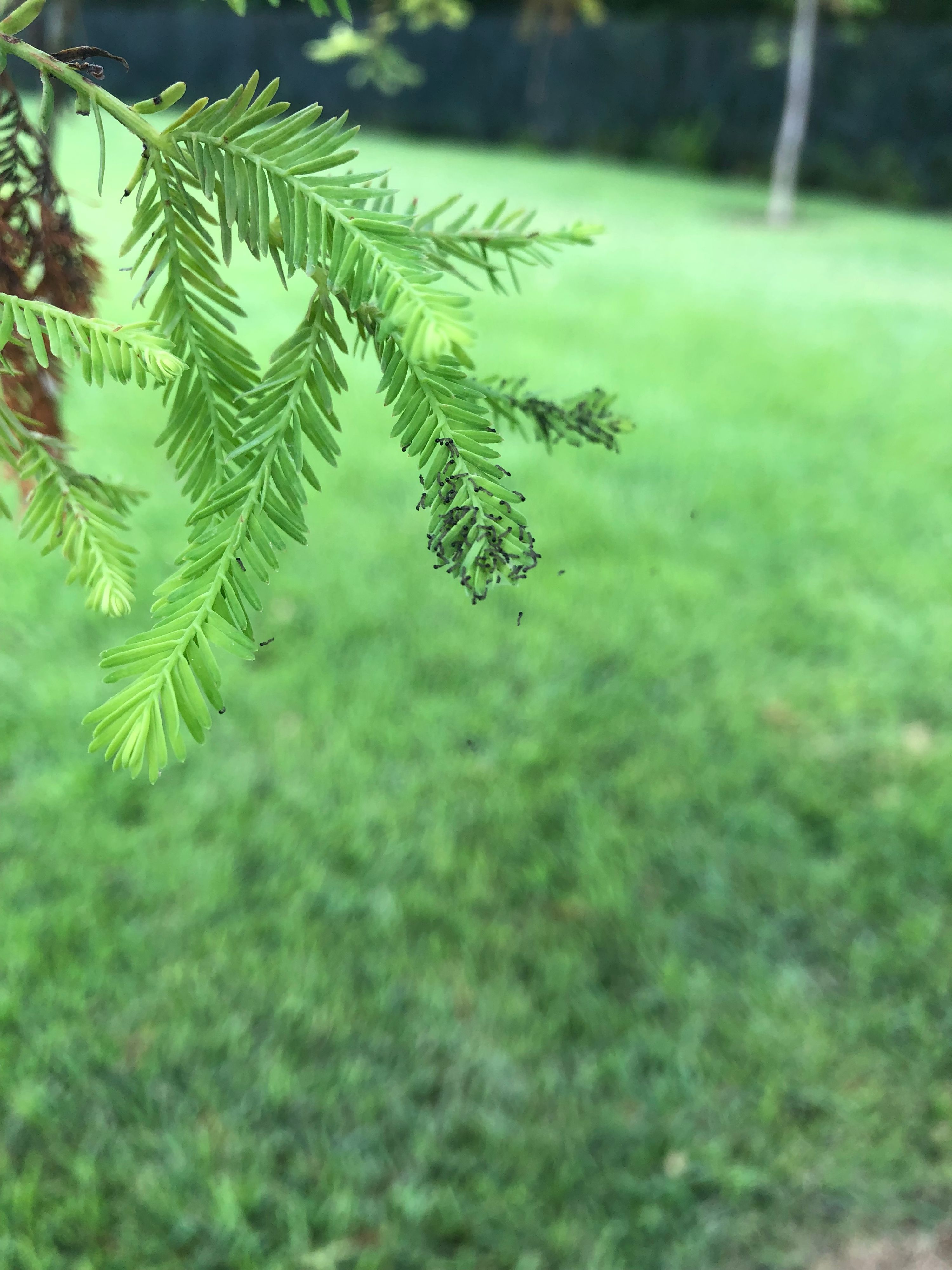Eco-friendly Pest & Disease Control